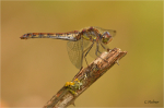 Grosse_Heidelibelle_w021.JPG