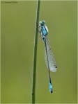 Grosse_Pechlibelle_m1.jpg