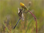 Grosser_Blaupfeil_m.JPG
