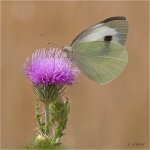 Grosser_Kohlweissling_und_Distel.JPG