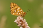 Grosser_Perlmuttfalter_020a.JPG