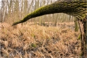 Grosswald6.jpg