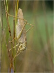 Gruenes_Heupferd_m1.jpg