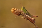 Heidegrashuepfer_w019a.JPG