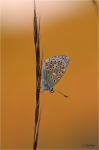 Himmelblauer_Blaeuling_020.JPG
