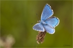 Himmelblauer_Blaeuling_m1.JPG