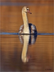 Hoeckerschwan_Kj2__019.JPG