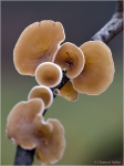 Judasoehrchen1.JPG