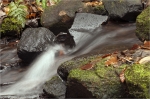 Kaltenbrunner_Bach_018.JPG