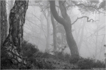 Kiefernwald3.JPG