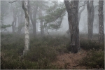 Kiefernwald5.JPG