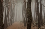 Kiefernwald_020.JPG