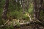 Kiefernwald_021.JPG