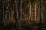 Kiefernwald_Fruehjahr_021a.JPG
