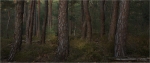 Kiefernwald_Fruehjahr_021c.JPG