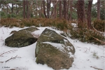 Kiefernwald_Steine.JPG