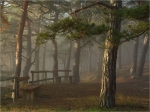 Kiefernwald_bei_St_Martin.JPG