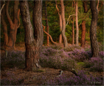 Kiefernwald_mit_Heide.JPG