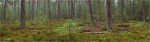 Kiefernwald_mit_Heidekraut.JPG