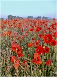 Klatschmohn.jpg