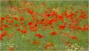 Klatschmohn5.jpg
