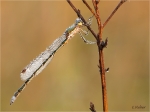 Kleine_Binsenjungfer_m019c.JPG