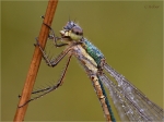 Kleine_Binsenjungfer_m020b.JPG