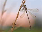 Kleine_Binsenjungfer_m_020_b.JPG