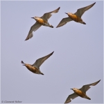 Knutts2.jpg