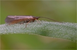Koecherfliege_sp_.JPG