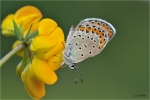 Kronwickenblaeuling_019a.JPG