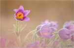 Kuechenschellen_019a.JPG