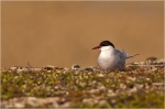 Kuestenseeschwalbe2.jpg
