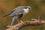 Laggarfalke.jpg