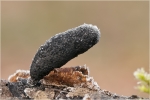 Langst__Ahornholzkeule1.jpg