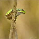 Laubfrosch2.jpg