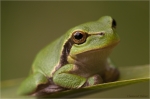 Laubfrosch_entspannt.JPG