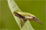 Laubfrosch_mit_schwanz1.jpg
