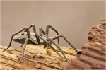 Listspinne_1.jpg