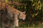 Luchs1.JPG