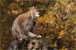 Luchs_kratzt_sich.JPG