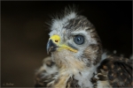 Maeusebussard_juv_019.jpg