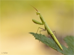 Manthis_religiosa_aeltere_Larve.jpg