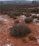 Mehlinger_Heide_im_Winter.JPG
