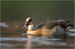 Nilgans_2.JPG