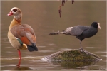 Nilgans_und_Blaesshuhn.JPG