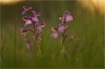 Orchis_morio_019.JPG