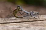 Orthetrum_cancellatum.jpg