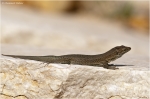 Podarcis_lilfordii_1.jpg