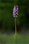 Purpur-Knabenkraut_020.JPG